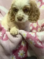 Butterscotch, a female Cocker Spaniel for sale in Lebanon, MO – 4 of 4