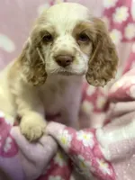 Butterscotch, a female Cocker Spaniel for sale in Lebanon, MO – 2 of 4