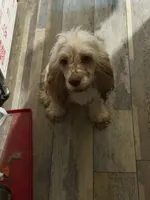 Ghost, a female Cocker Spaniel for sale in Lebanon, MO – 2 of 2