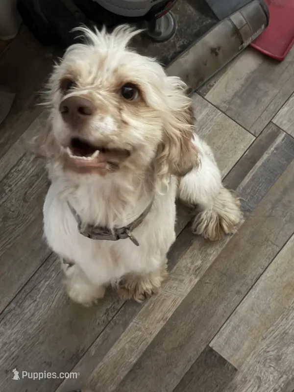 Ghost – Cocker Spaniel puppy for sale in Lebanon, MO