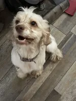 Ghost, a female Cocker Spaniel for sale in Lebanon, MO – 1 of 2