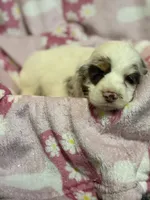 Willow, a female Cocker Spaniel for sale in Lebanon, MO – 2 of 4