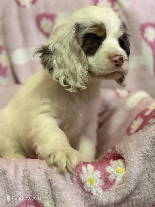 Willow – Cocker Spaniel puppy for sale in Lebanon, MO