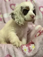 Willow, a female Cocker Spaniel for sale in Lebanon, MO – 1 of 4