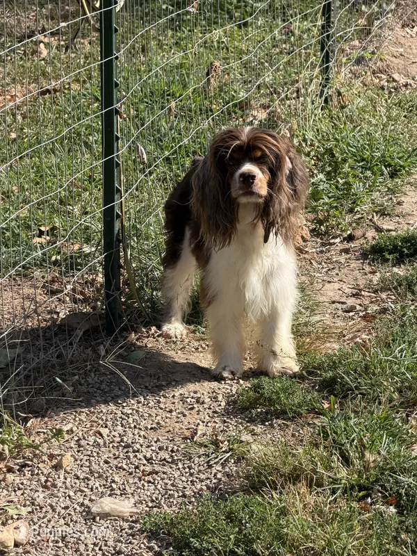 Chewy  – Cocker Spaniel puppy for sale in Lebanon, MO