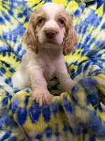 Leo, a male Cocker Spaniel for sale in Lebanon, MO – 5 of 5