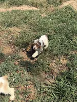ACA Registered - Milo, a male Cocker Spaniel for sale in Lebanon, MO – 5 of 5