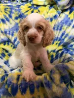 Leo, a male Cocker Spaniel for sale in Lebanon, MO – 1 of 5