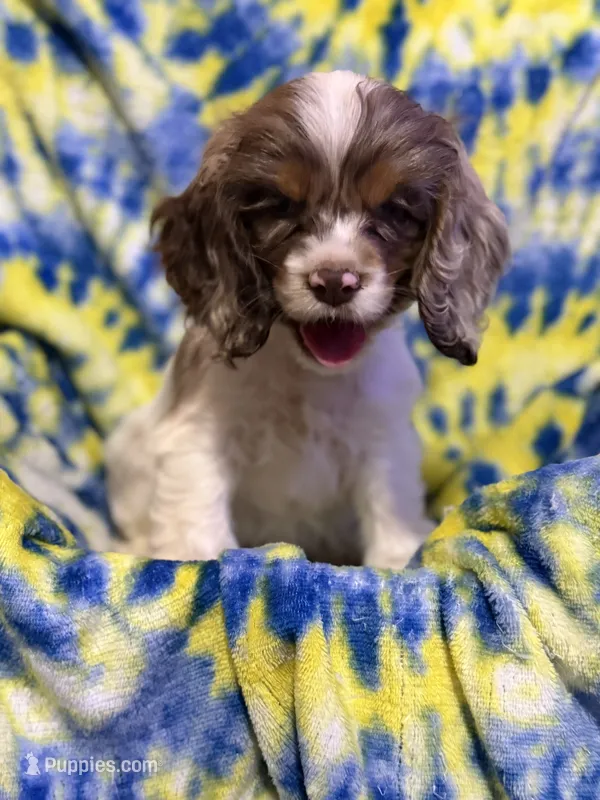 Milo – Cocker Spaniel puppy for sale in Lebanon, MO