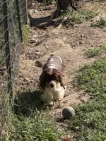 Chewy - ACA registered 1.5 year , a male Cocker Spaniel for sale in Lebanon, MO – 5 of 5