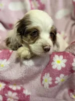 Cocoa, a female Cocker Spaniel for sale in Lebanon, MO – 4 of 4