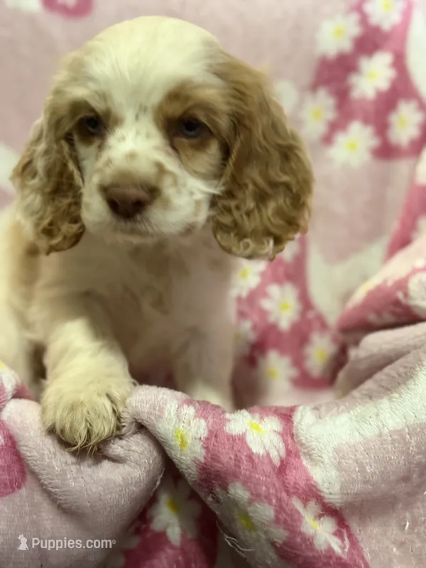 Butterscotch – Cocker Spaniel puppy for sale in Lebanon, MO