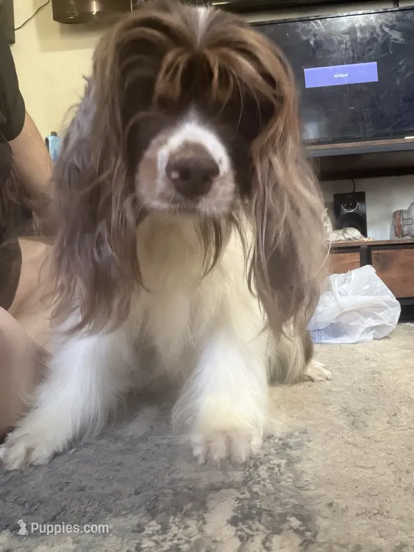 Chewy - ACA registered 1.5 year  – Cocker Spaniel puppy for sale in Lebanon, MO