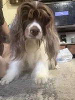 Chewy - ACA registered 1.5 year , a male Cocker Spaniel for sale in Lebanon, MO – 1 of 5
