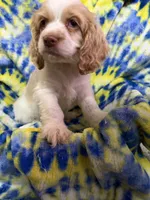 Leo, a male Cocker Spaniel for sale in Lebanon, MO – 2 of 5