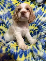 Leo, a male Cocker Spaniel for sale in Lebanon, MO – 4 of 5