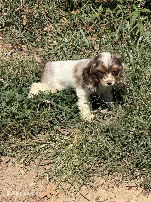 ACA Registered - Milo – Cocker Spaniel puppy for sale in Lebanon, MO