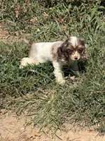 ACA Registered - Milo, a male Cocker Spaniel for sale in Lebanon, MO – 1 of 5