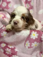 Cocoa, a female Cocker Spaniel for sale in Lebanon, MO – 3 of 4