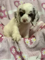 Willow, a female Cocker Spaniel for sale in Lebanon, MO – 4 of 4