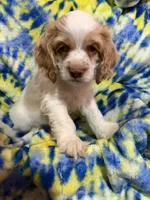Leo, a male Cocker Spaniel for sale in Lebanon, MO – 3 of 5