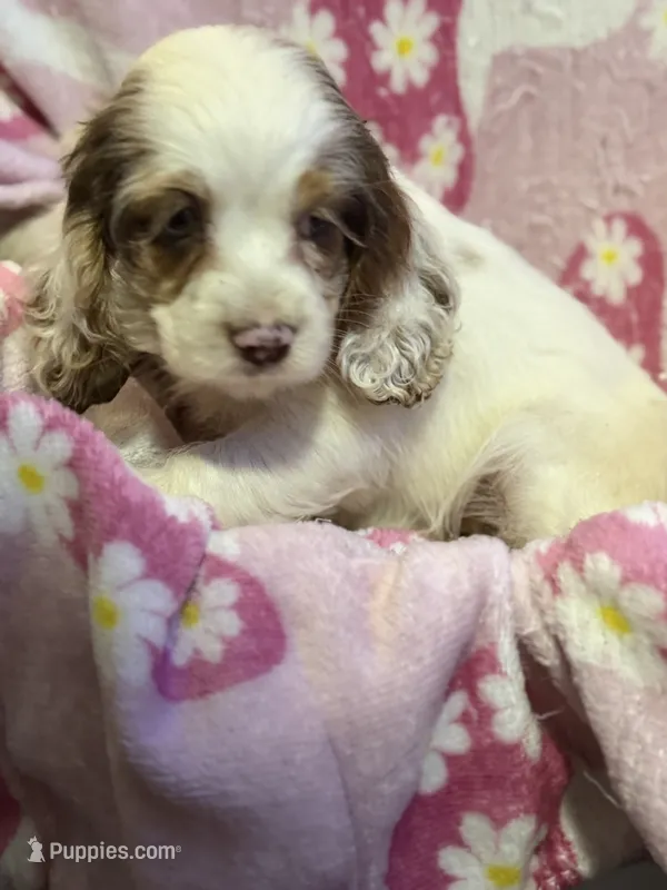 Cocoa – Cocker Spaniel puppy for sale in Lebanon, MO