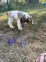 ACA Registered - Milo, a male Cocker Spaniel for sale in Lebanon, MO – 4 of 5