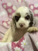 Willow, a female Cocker Spaniel for sale in Lebanon, MO – 3 of 4