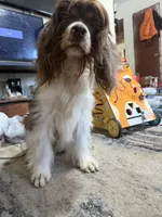Chewy - ACA registered 1.5 year , a male Cocker Spaniel for sale in Lebanon, MO – 2 of 5