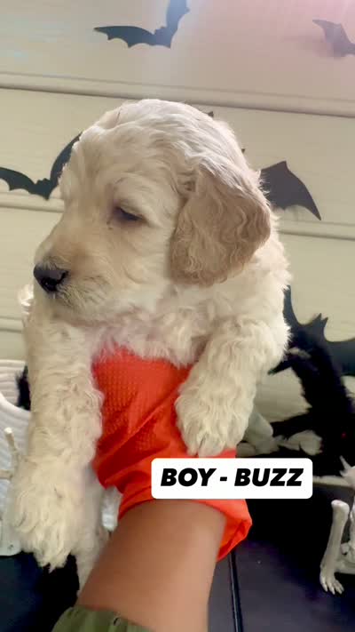 Buzz, a male Goldendoodle for sale in Peachtree City, GA – 2 of 2