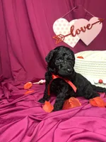 Rocky , a male Goldendoodle for sale in Peachtree City, GA – Photo 3 of 3