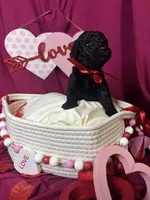 Rocky , a male Goldendoodle for sale in Peachtree City, GA – Photo 2 of 3