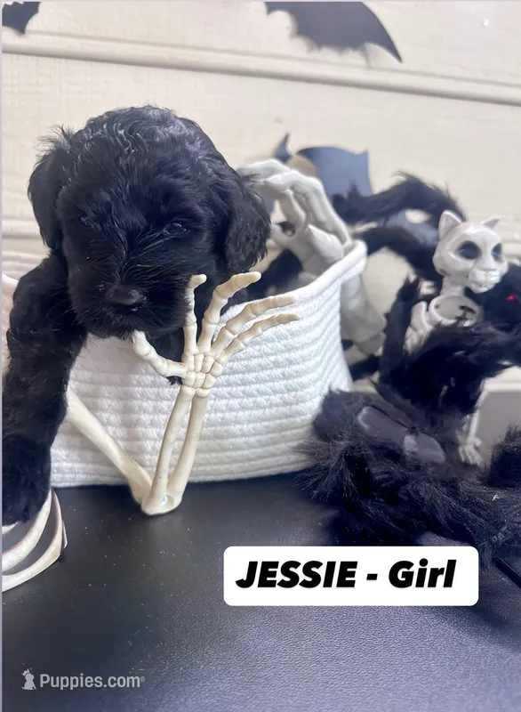 Jessie  – Goldendoodle puppy for sale in Peachtree City, GA