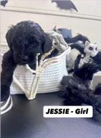 Jessie , a female Goldendoodle for sale in Peachtree City, GA – 1 of 2