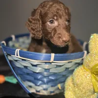 Zuma , a male Goldendoodle for sale in Peachtree City, GA – Photo 8 of 8