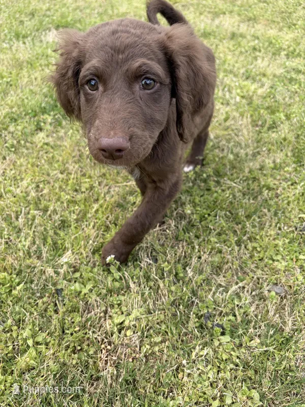 Zuma  – Goldendoodle puppy for sale in Peachtree City, GA