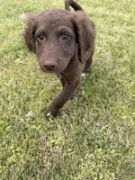 Zuma , a male Goldendoodle for sale in Peachtree City, GA – Photo 1 of 8
