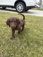 Zuma , a male Goldendoodle for sale in Peachtree City, GA – Photo 2 of 8