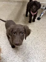 Zuma , a male Goldendoodle for sale in Peachtree City, GA – Photo 5 of 8