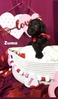 Zuma , a female Goldendoodle for sale in Peachtree City, GA – Photo 1 of 3