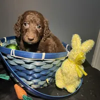 Zuma , a male Goldendoodle for sale in Peachtree City, GA – Photo 6 of 8