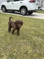 Zuma , a male Goldendoodle for sale in Peachtree City, GA – Photo 3 of 8