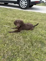 Zuma , a male Goldendoodle for sale in Peachtree City, GA – Photo 4 of 8