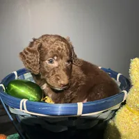 Zuma , a male Goldendoodle for sale in Peachtree City, GA – Photo 7 of 8