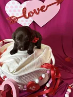 Zuma , a female Goldendoodle for sale in Peachtree City, GA – Photo 2 of 3