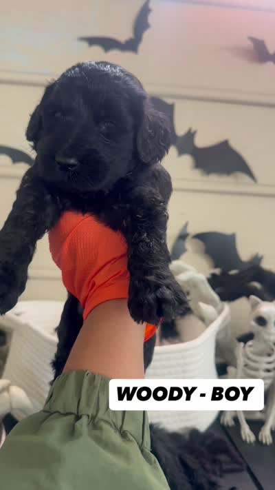Woody , a male Goldendoodle for sale in Peachtree City, GA – 2 of 2