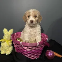 Everest , a female Goldendoodle for sale in Peachtree City, GA – Photo 5 of 8