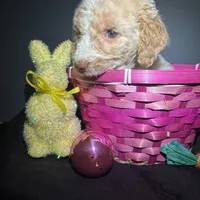 Everest , a female Goldendoodle for sale in Peachtree City, GA – Photo 4 of 8