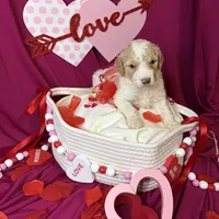 Everest , a female Goldendoodle for sale in Peachtree City, GA – Photo 8 of 8