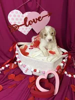 Everest , a female Goldendoodle for sale in Peachtree City, GA – Photo 3 of 3